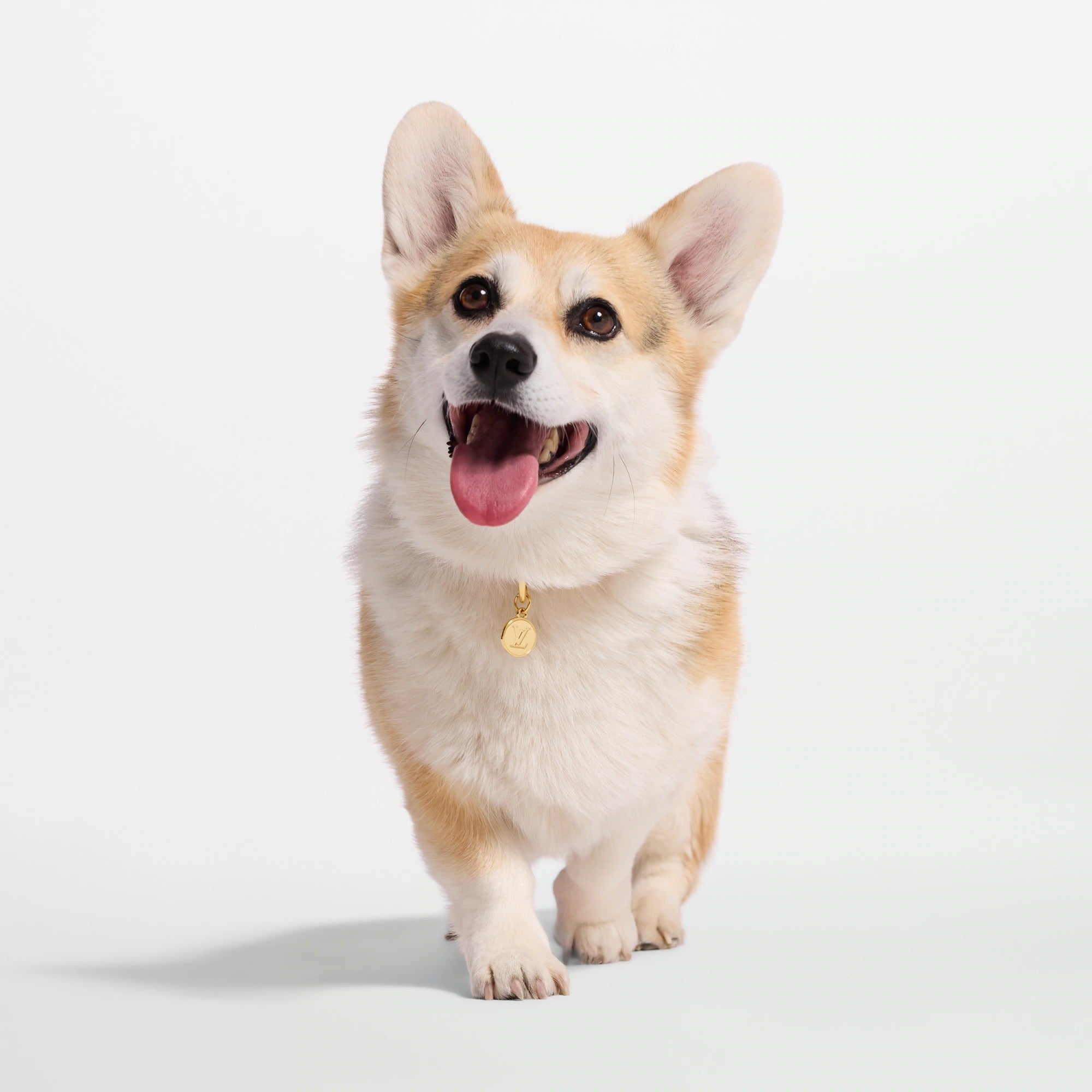 Dog Collar PM