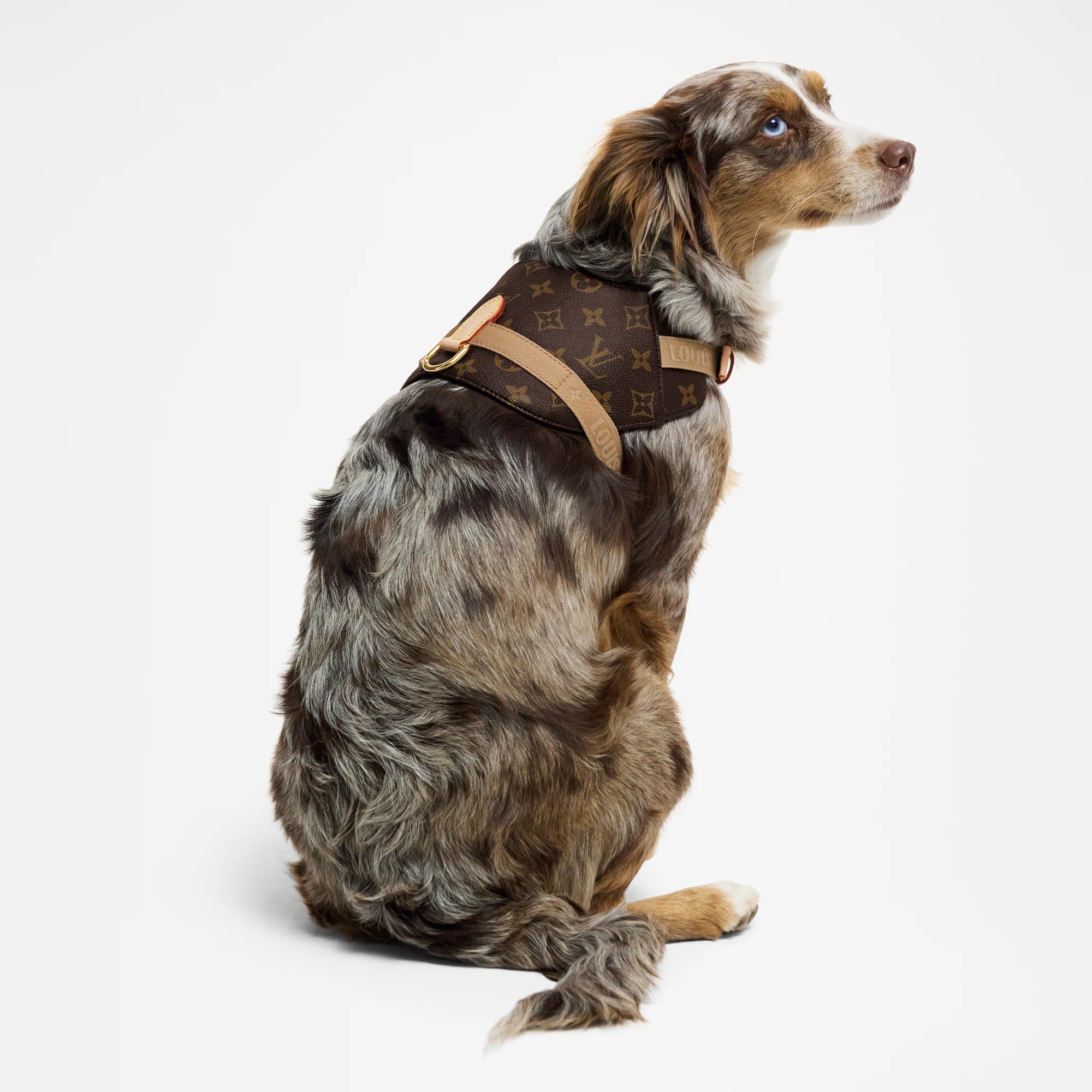 Harness MM