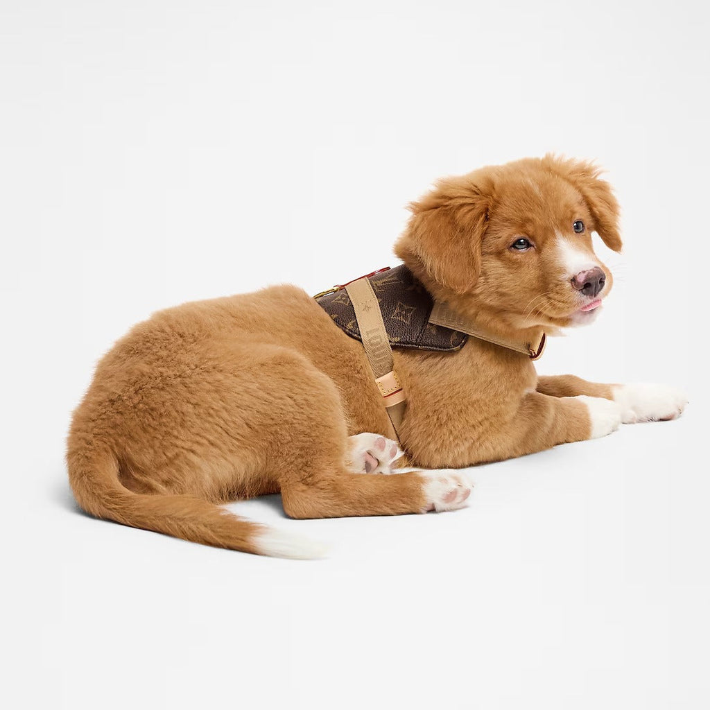 Harness PM