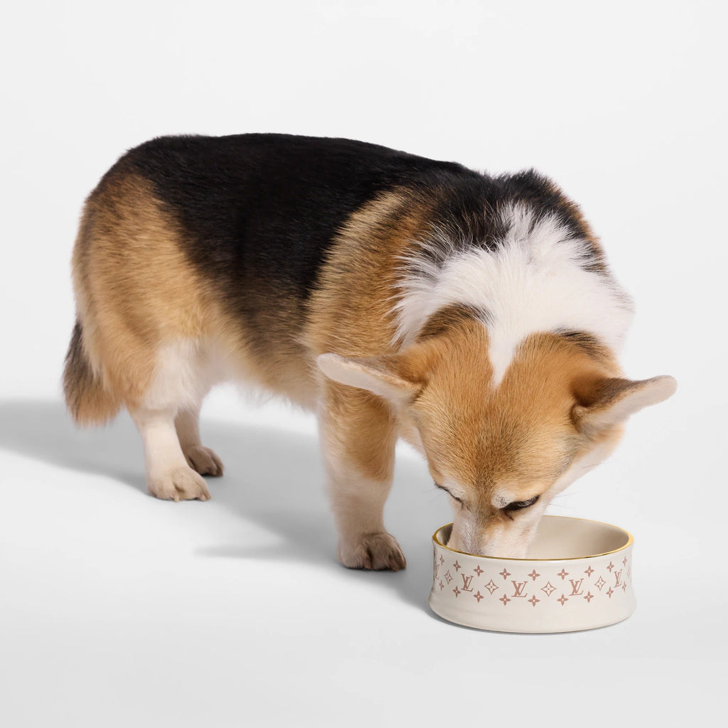 Dog Bowl