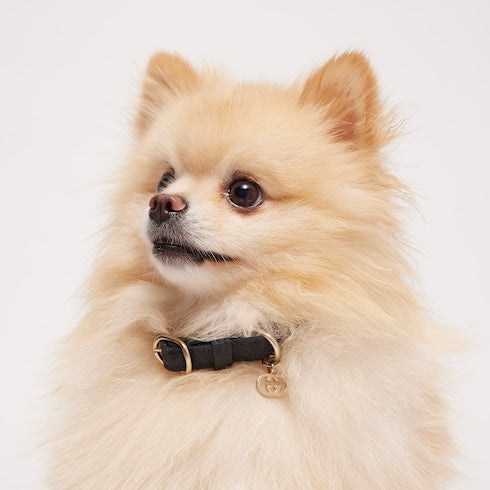 Extra-small pet collar - black GG canvas